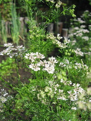 Cilantro plants blooming in sunlight