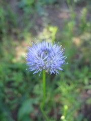 Beautiful purple flower in natural setting
