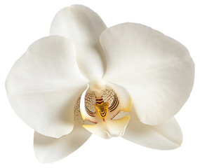 Fototapeta na wymiar PNG White orchid flower close-up with detailed petals