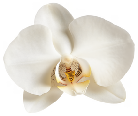 PNG White orchid flower close-up with detailed petals
