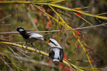 Two birds are perched on a branch, one of which is singing