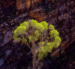 A lush, vibrant tree displaying vivid green leaves stands out against the textured, weathered rocky cliff, capturing the essence of nature's resilience and beauty.
