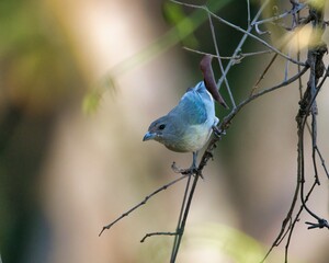 A small bird is perched on a branch