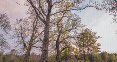 Tree with a few leaves is in the foreground of a field