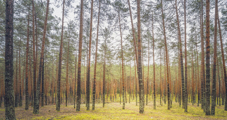 Obraz premium morning in the forest