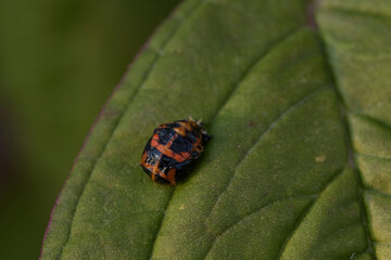 ladybug larva. aiolocaria hexaspilota