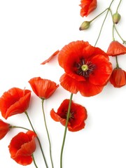 Obraz premium Vibrant bright red poppy flower isolated on a white background, plant, close-up