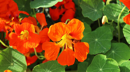 Nasturtium in dew flowering in green leaves background on early morning