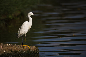 A white bird stands on a rock in front of a body of water