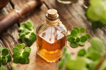 A bottle of herbal tincture with fresh Plectranthus amboinicus leaves