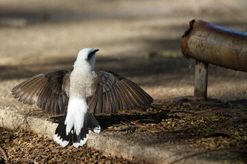 A small bird with a white tail is standing on a sidewalk