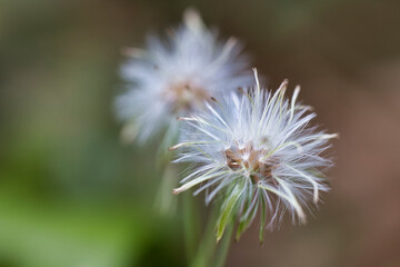 Two small flowers with a lot of water droplets on them