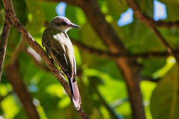 A bird is perched on a tree branch