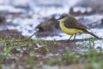 A yellow bird is standing in a wet grassy area