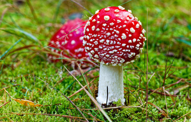 amanita muscaria fly agaric