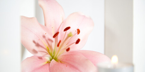 lily blossom against a white background, candle light © Stockhausen