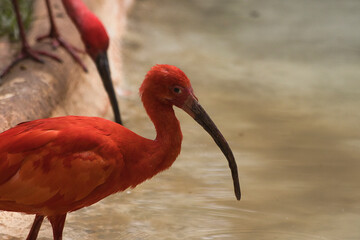 A red bird is standing in a body of water