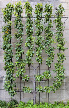 tree growing on  espalier to form a fork like shape straight lines horticulture