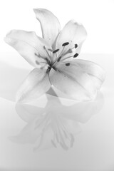 Obraz premium lily blossom against a white background, black and white, reflection