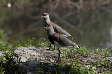 Two birds standing on a rock by a body of water