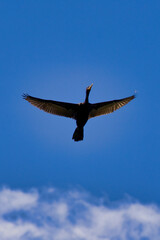 A bird is flying in the sky with a blue sky in the background