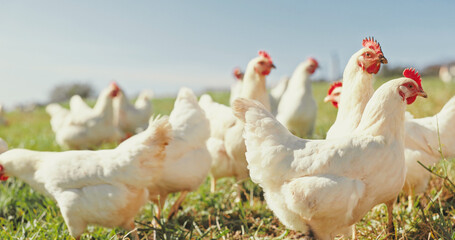 Nature, chicken farm and field with countryside, free range agriculture and blue sky. Poultry farming, sustainability and livestock with group of birds, grass and animals for growth and production
