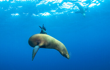 Fototapeta premium sea lion underwater