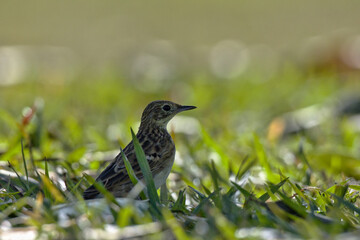 A small bird is sitting on the grass