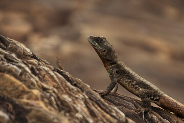 A lizard is on a rock, looking up at the camera