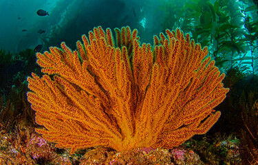 coral reef in the sea underwater
