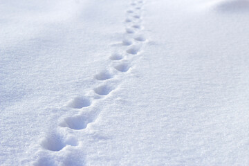 footprints on the snow in winter day