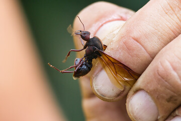 A hand holding a large brown ant
