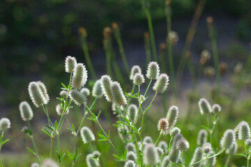fluffy summer flowers in the grass with sunset light