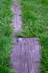 wooden path in the green grasses
