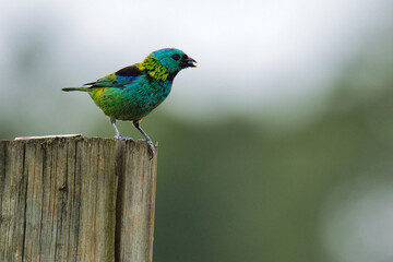 A colorful bird is perched on a wooden post