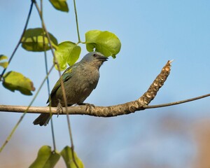 A bird is perched on a branch of a tree