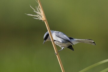 A small bird is perched on a thin, brown branch