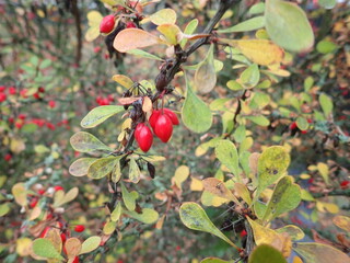 red berries on a tree branch