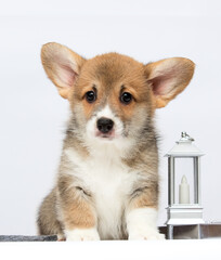 cute welsh corgi puppy and christmas toys