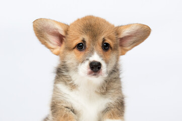 funny welsh corgi puppy