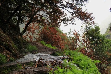 autumn in the forest