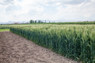 A well-maintained wheat field (Triticum aestivum) showcasing uniform growth and robust development, with healthy green spikes at the heading stage, bordered by tilled soil, under optimal agronomic con