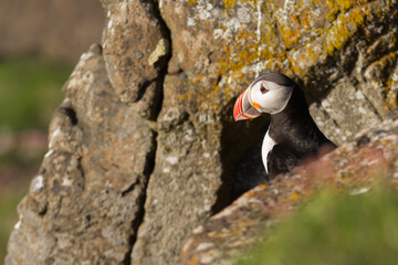 Atlantic puffin on a bird rock in Iceland