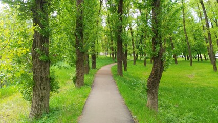 In the city park, an asphalt path passes by poplar trees with young foliage. Next to the path are...
