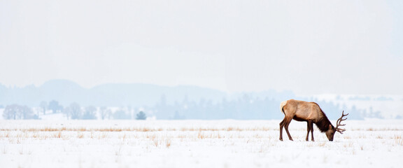 Elk grazing on snowy field, winter wildlife serenity