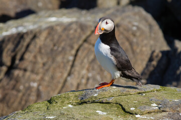 Atlantic puffin on a bird rock in Iceland