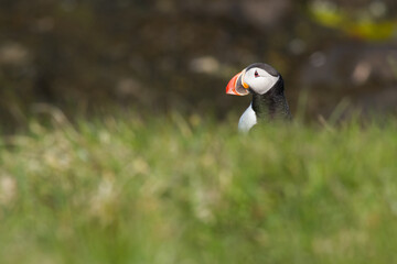 Atlantic puffin on a bird rock in Iceland