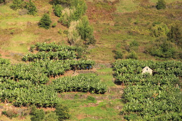 banana trees on the hill