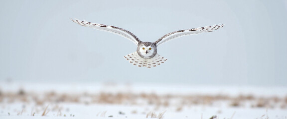 Fototapeta premium Snowy owl gliding over frozen field, winter survival