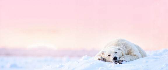 Obraz premium Polar bear sleeping on arctic snowdrift, hibernation concept